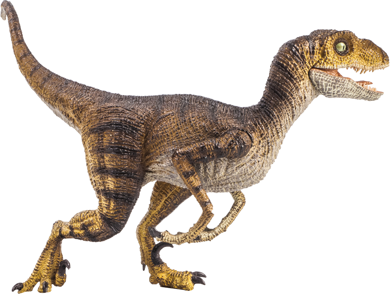 Velociraptor , dinosaur on isolated background .